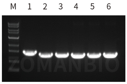 23.2.24 ZT213圖2.jpg